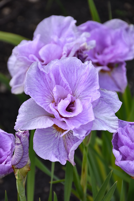 Pink Parfait Siberian Iris (Iris sibirica 'Pink Parfait') at Ron Paul Garden Centre