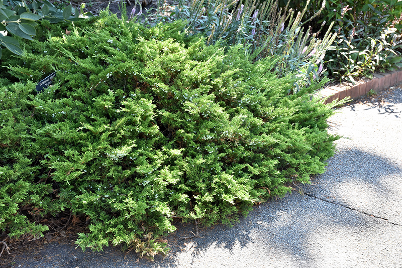 Buffalo Juniper (Juniperus sabina 'Buffalo') at Ron Paul Garden Centre