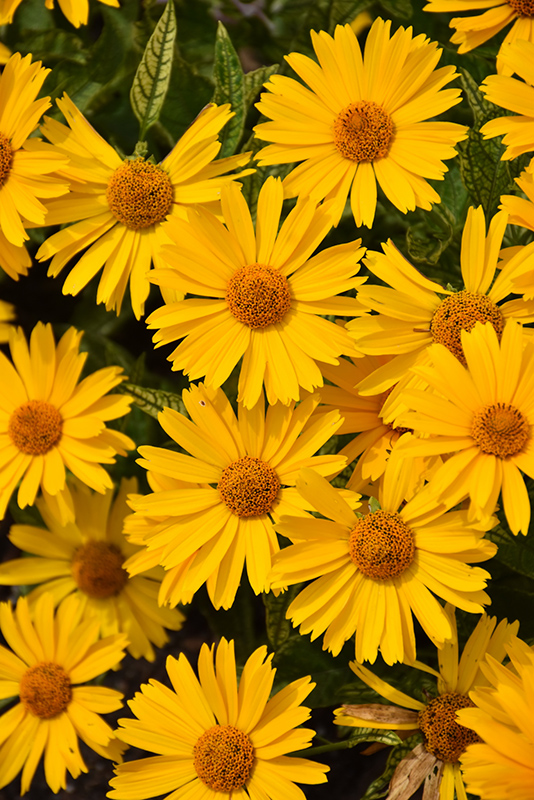 Sunstruck False Sunflower (Heliopsis helianthoides 'Sunstruck') at Ron Paul Garden Centre