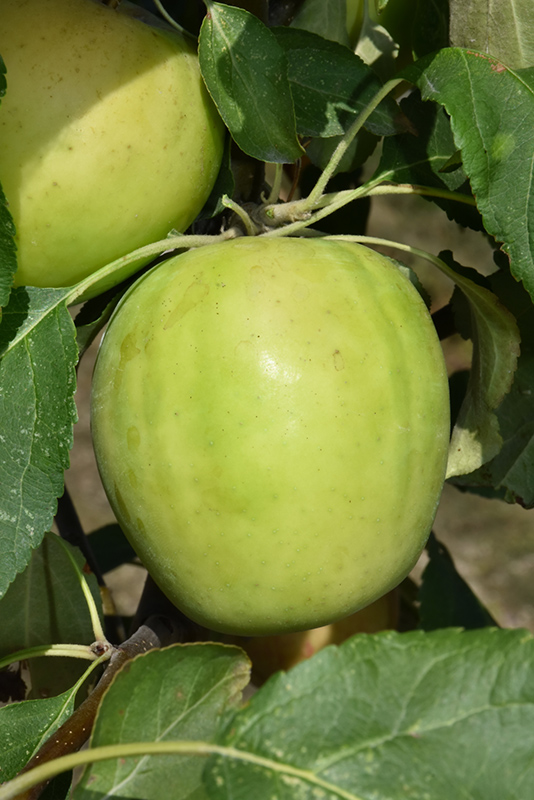 Norkent Apple (Malus 'Norkent') at Ron Paul Garden Centre