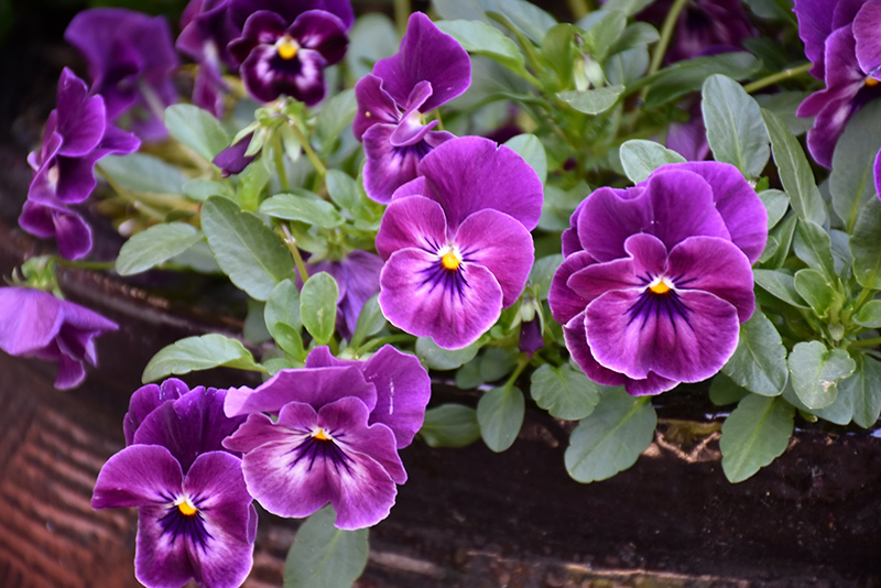 Cool Wave Raspberry Pansy (Viola x wittrockiana 'PAS1196270') at Ron Paul Garden Centre
