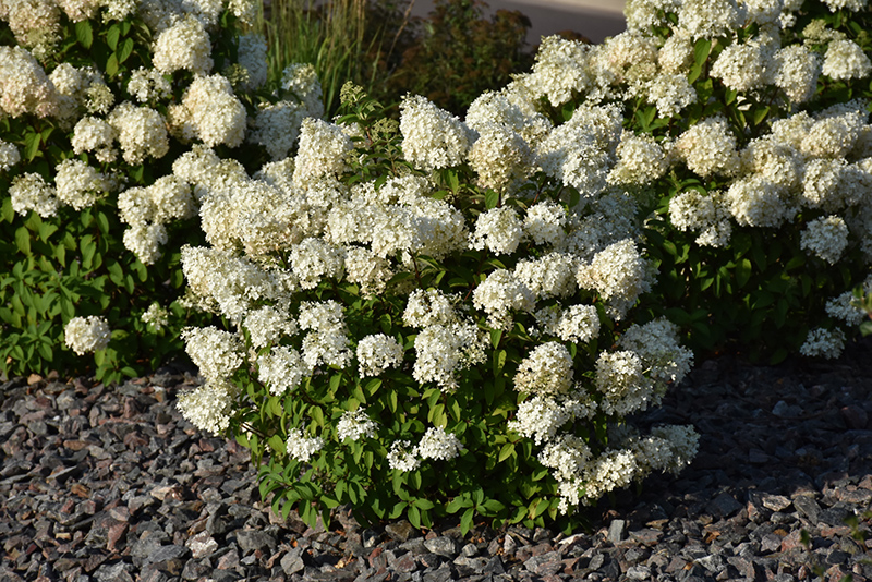 Bobo Hydrangea (Hydrangea paniculata 'ILVOBO') at Ron Paul Garden Centre