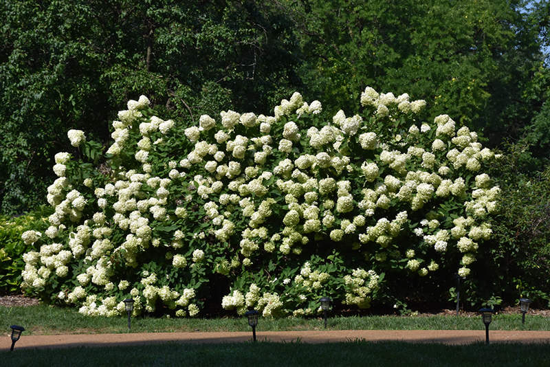 Limelight Hydrangea (Hydrangea paniculata 'Limelight') at Ron Paul Garden Centre