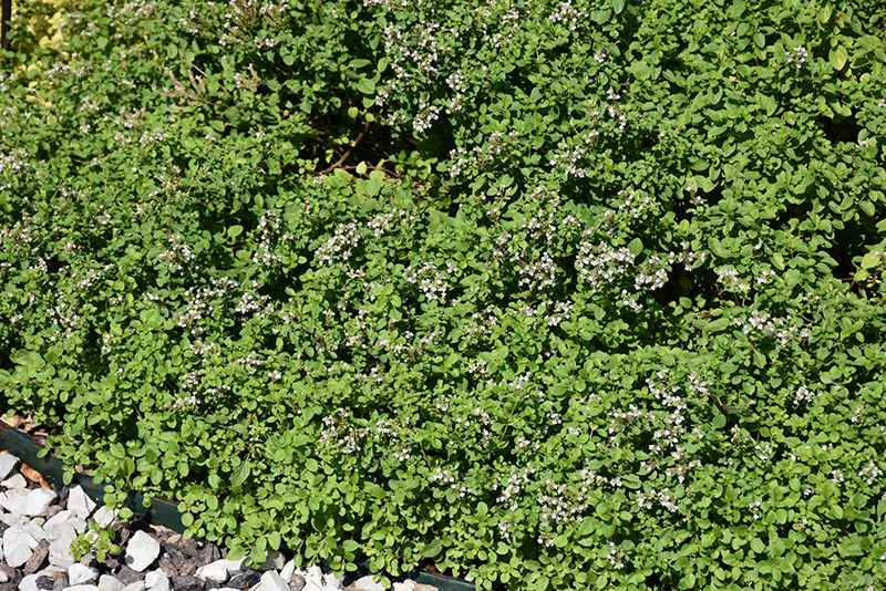 Russian Oregano (Origanum vulgare ssp. gracile) at Ron Paul Garden Centre