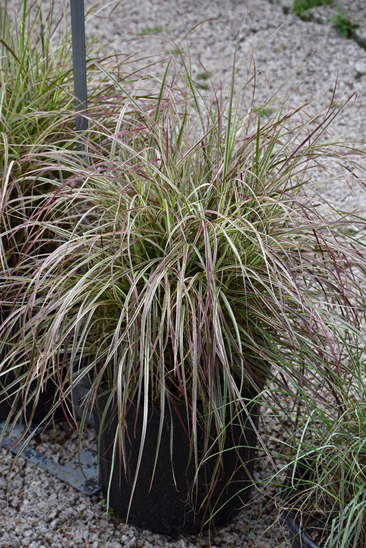 Cherry Sparkler Fountain Grass (Pennisetum setaceum 'Cherry Sparkler') at Ron Paul Garden Centre
