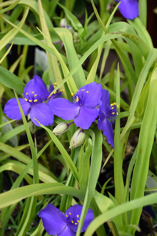 Blue And Gold Spiderwort (Tradescantia x andersoniana 'Blue And Gold') at Ron Paul Garden Centre