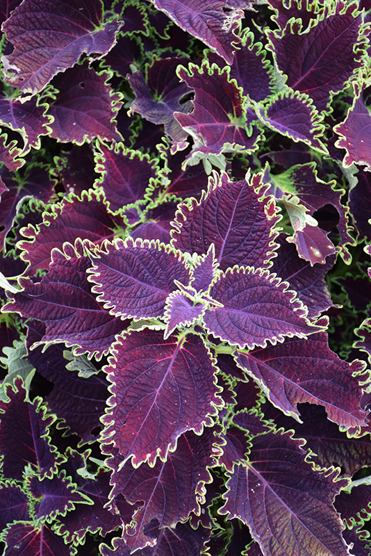 ColorBlaze Wicked Witch Coleus (Solenostemon scutellarioides 'Wicked Witch') at Ron Paul Garden Centre