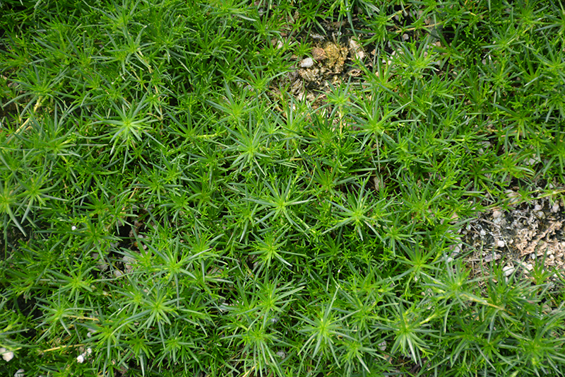 Irish Moss (Sagina subulata) at Ron Paul Garden Centre