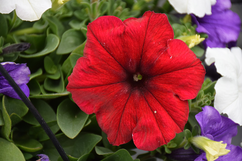 Easy Wave Red Velour Petunia (Petunia 'Easy Wave Red Velour') at Ron Paul Garden Centre