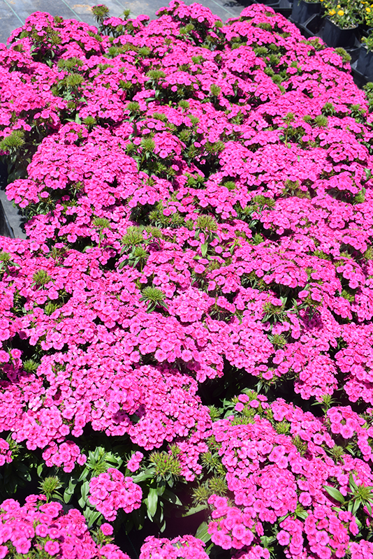 Jolt Pink Hybrid Pinks (Dianthus 'Jolt Pink') at Ron Paul Garden Centre