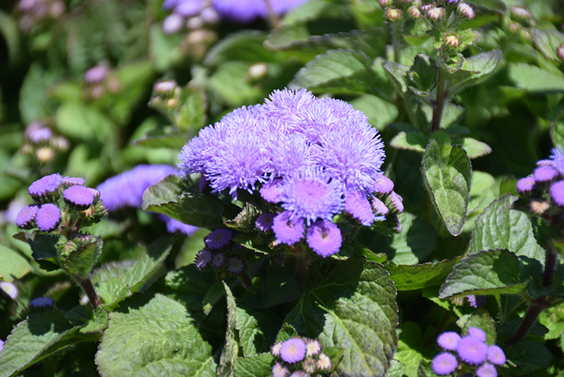 Aloha Blue Flossflower (Ageratum 'Aloha Blue') at Ron Paul Garden Centre
