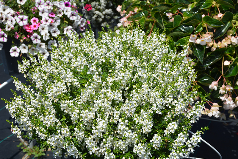 Serenita White Angelonia (Angelonia angustifolia 'PAS811168') at Ron Paul Garden Centre