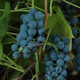 Plant Photo 6