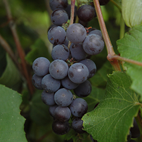 Plant Photo 5