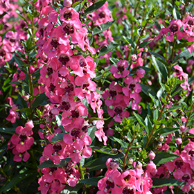 Plant Photo 10