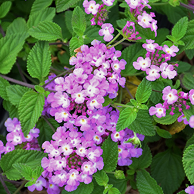 Plant Photo 1