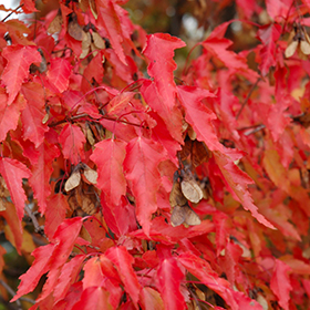 Flame Amur Maple Trees for Sale