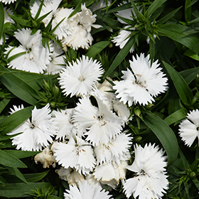Floral Lace - White